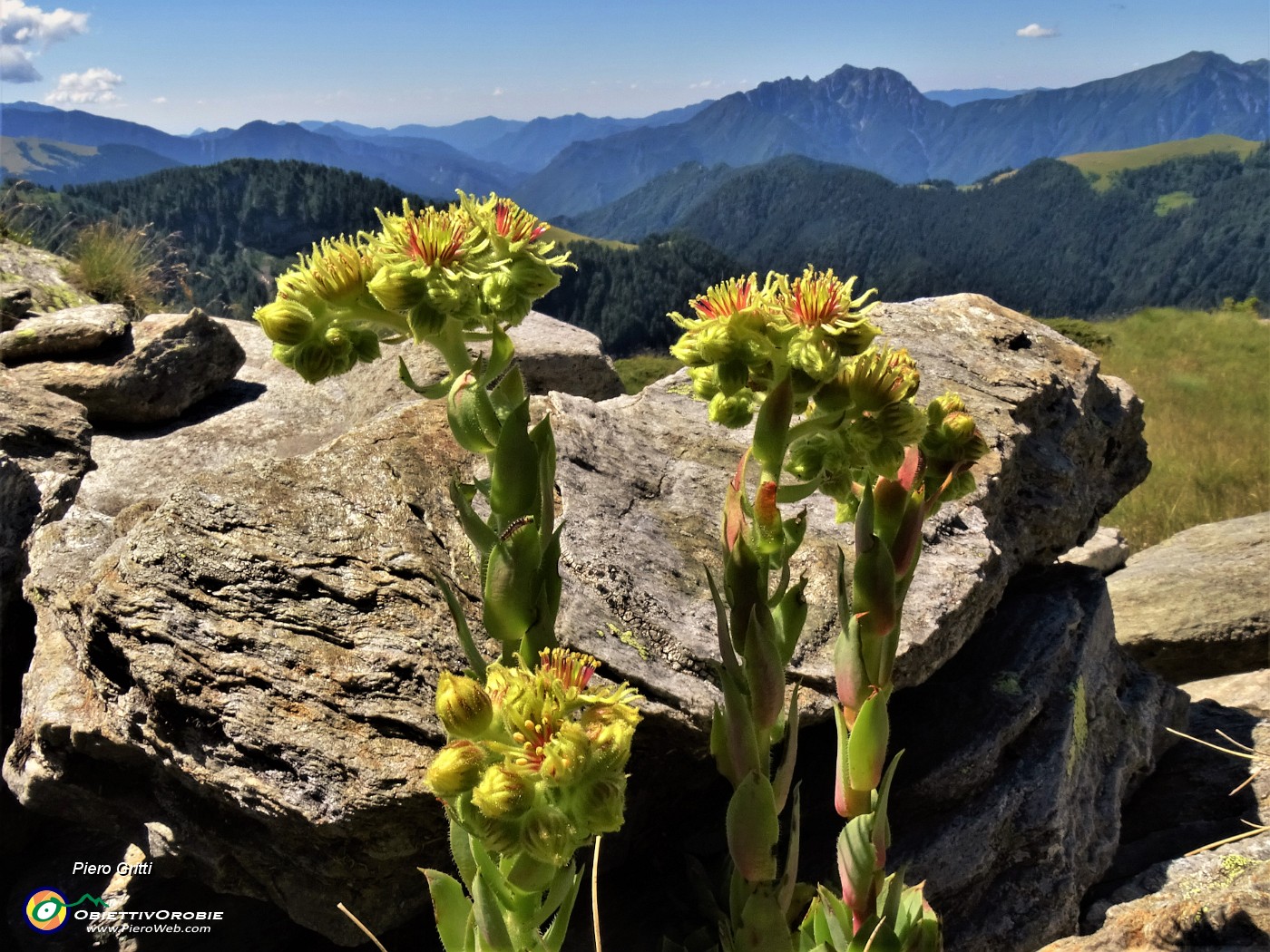 26 Sempervivum wulfenii (Semprevivo di Wulfen).JPG